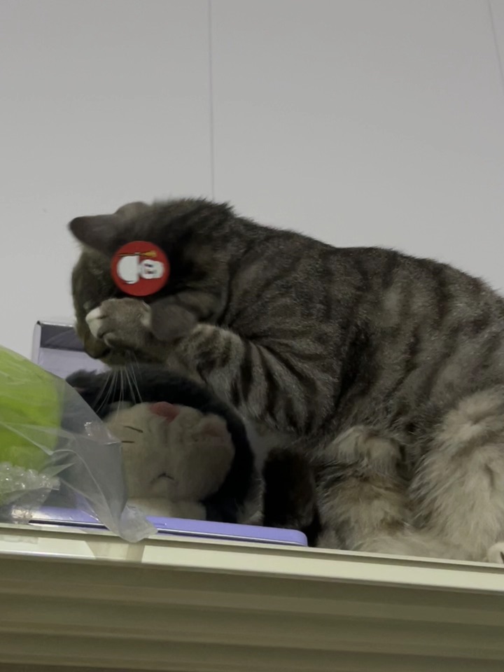 3.16 没有欺负小猫哦