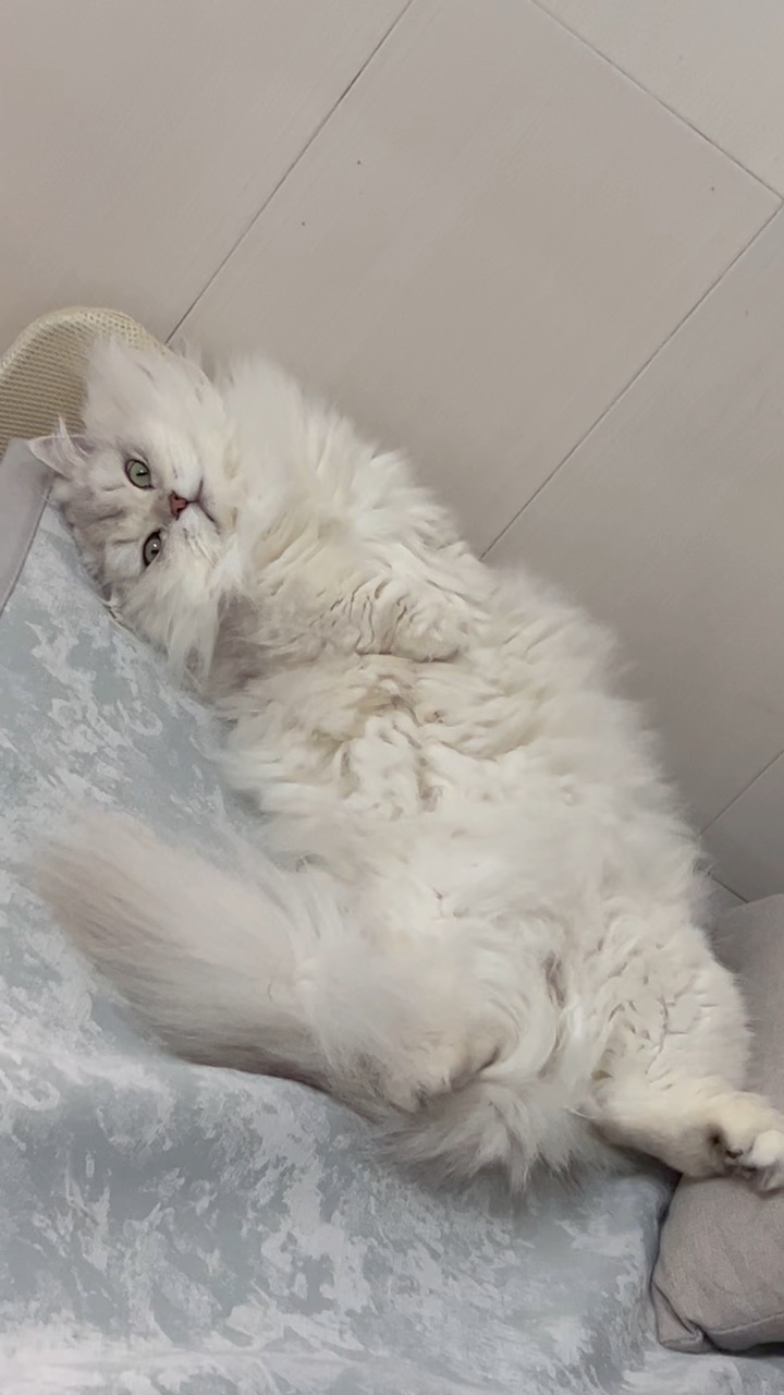 当小猫真幸福一整天都在睡觉