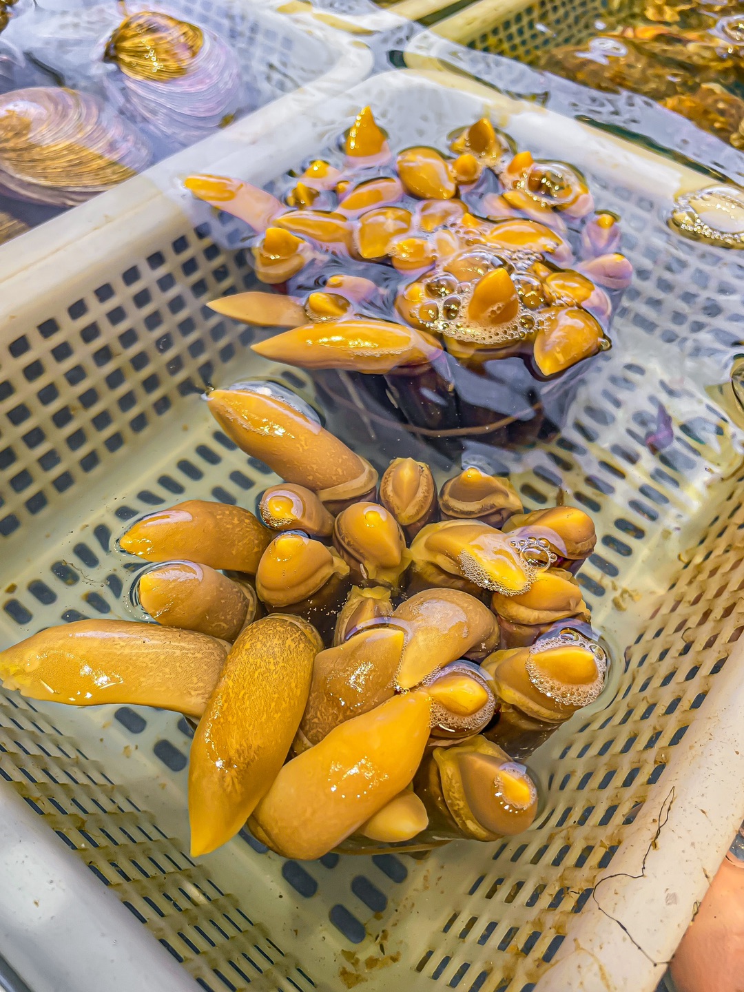 这到底是啥？它唯一的缺点：北京限定。。。😭