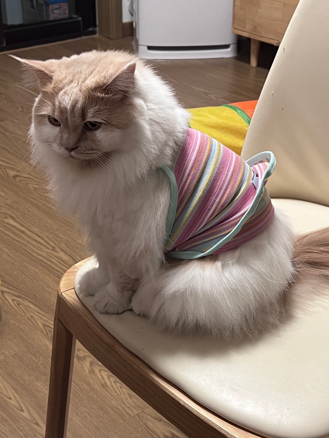 皮皮日记 | 肥胖切无助🙃