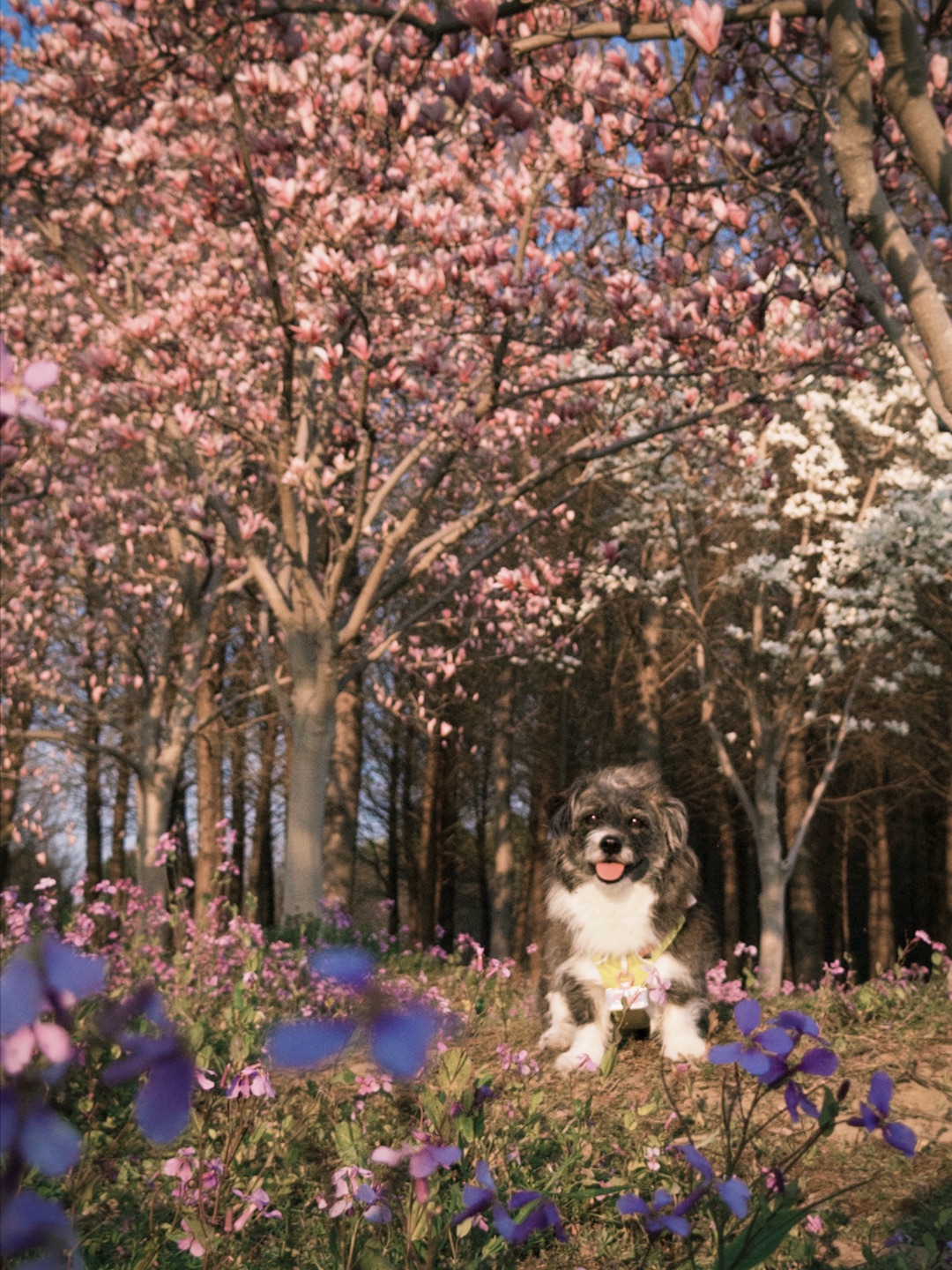 短腿小狗也可以和玉兰花合影哦