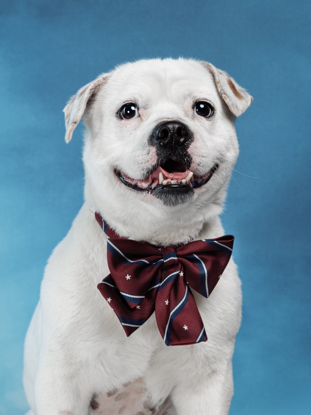 二胎小狗的第一张美式证件照📸