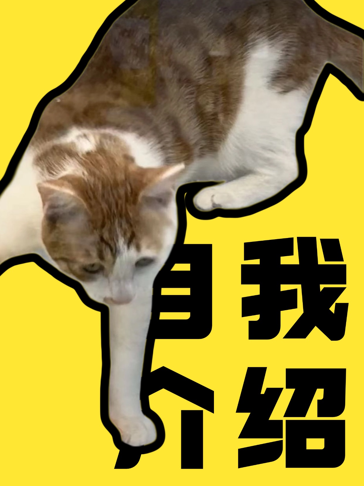 大家好，本咪POTATO是也（头像是本人