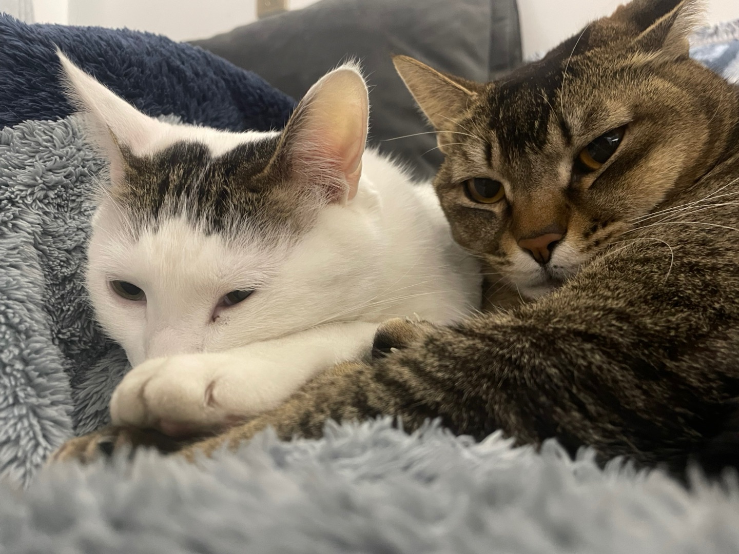 生活不易，小咪卖萌