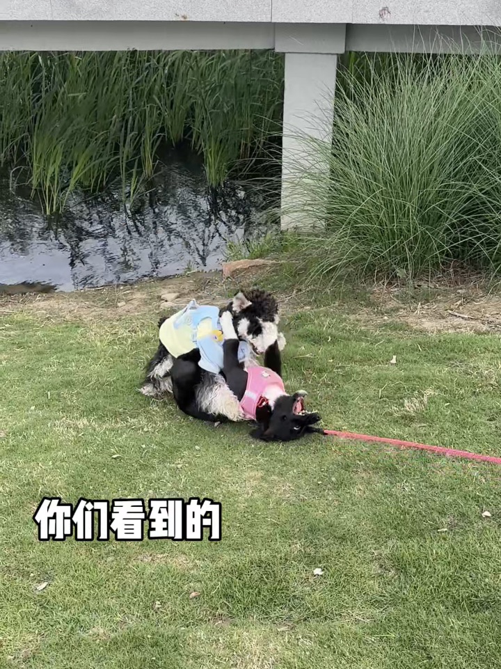 一眨眼小狗就长大了