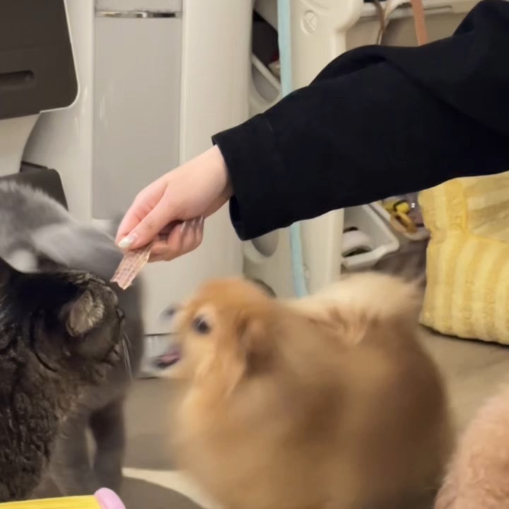 猫和狗当然可以和谐共处