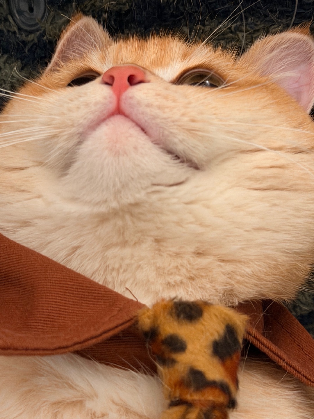 别问，问就是“本喵今天又可爱超标了”！