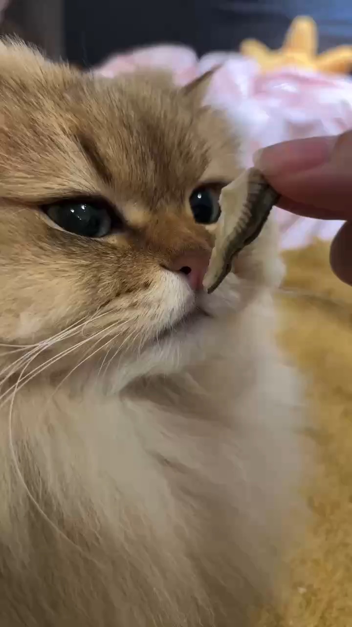 不吃生蚝吗宝宝