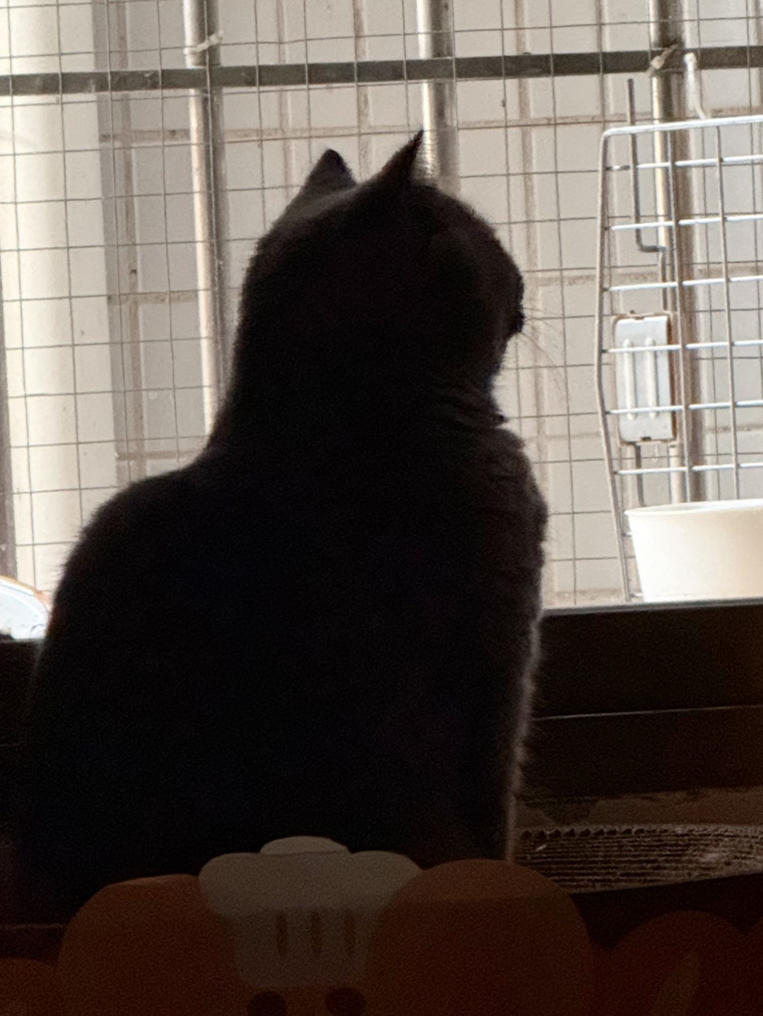 🐱皮皮的高冷时刻