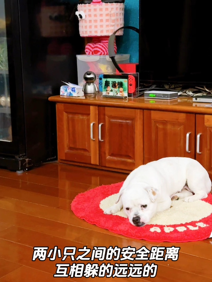 两只小狗什么时候才能贴贴啊