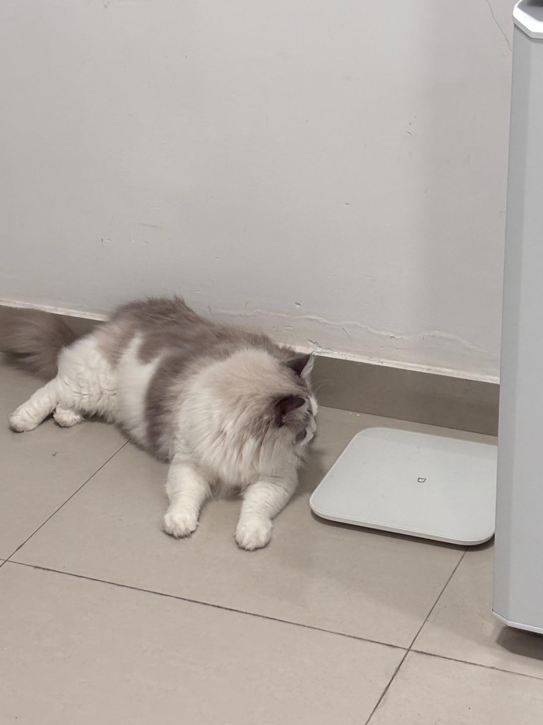 在邻居家做客18