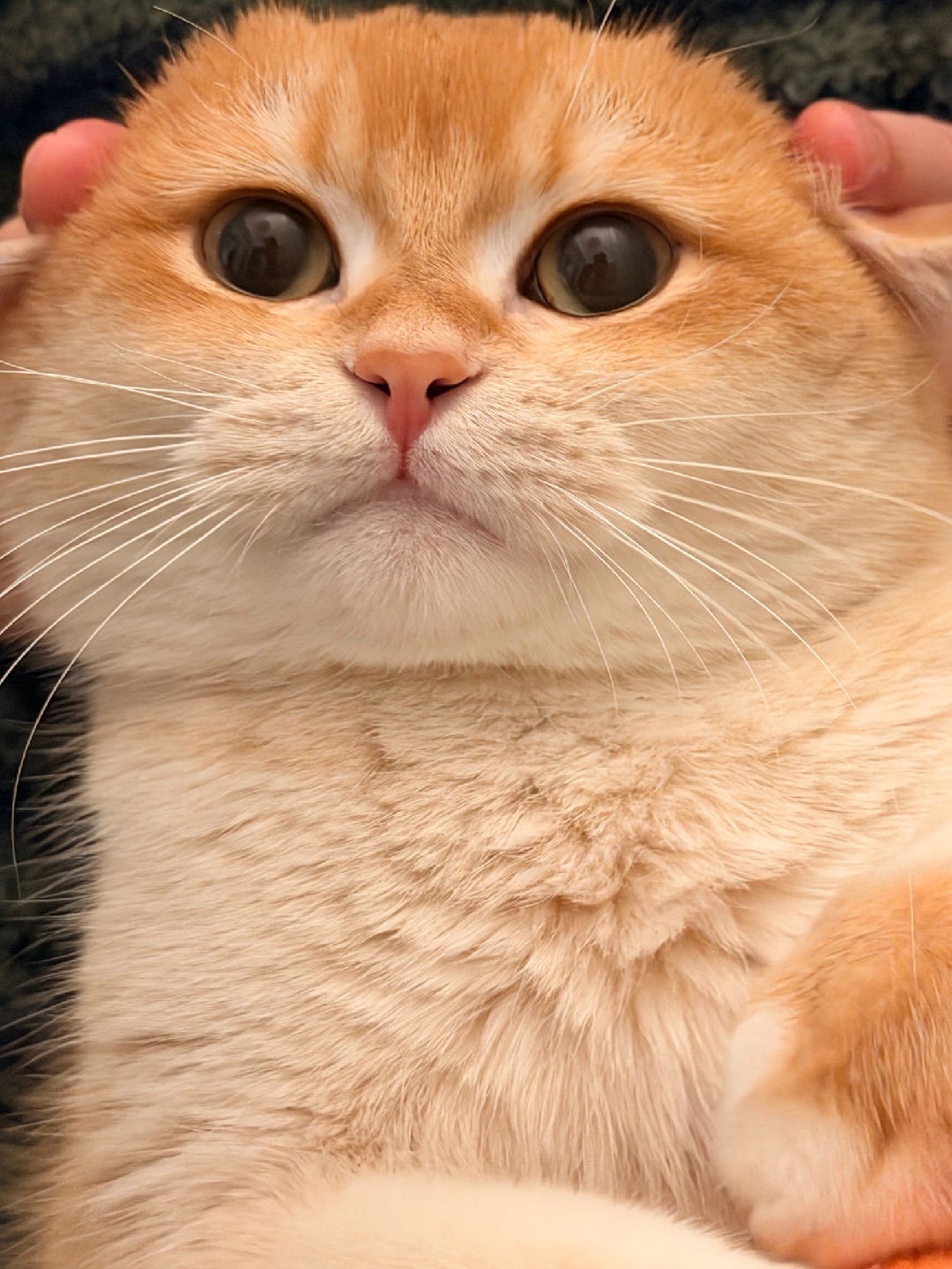 我不听❗️我不听❗️