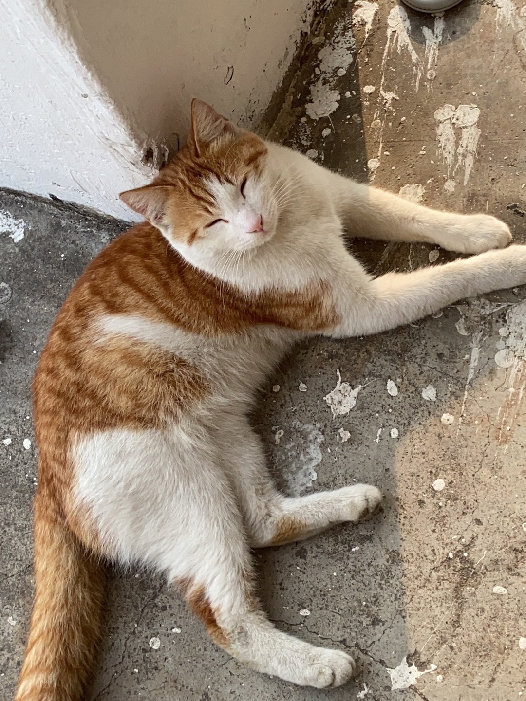 26.3.18 小胖咪咪 非常可爱哦