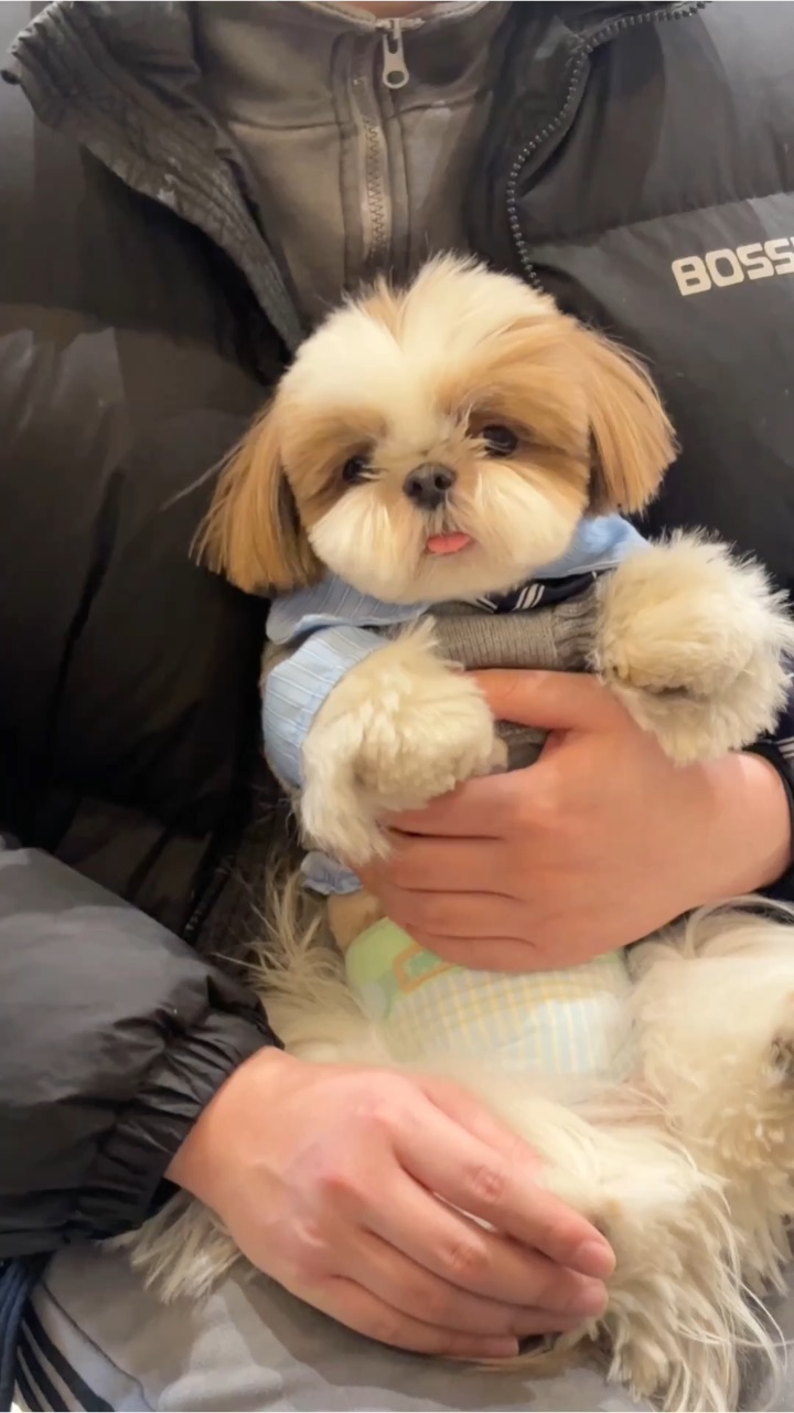 怎么会有小狗怎么像玩偶呀？