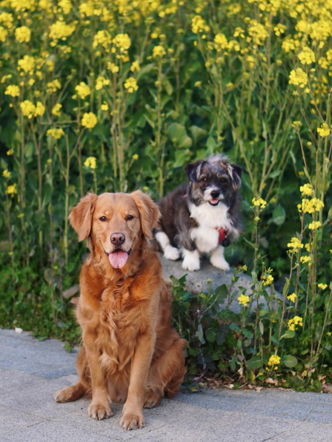 和好闺蜜出去赏花啦