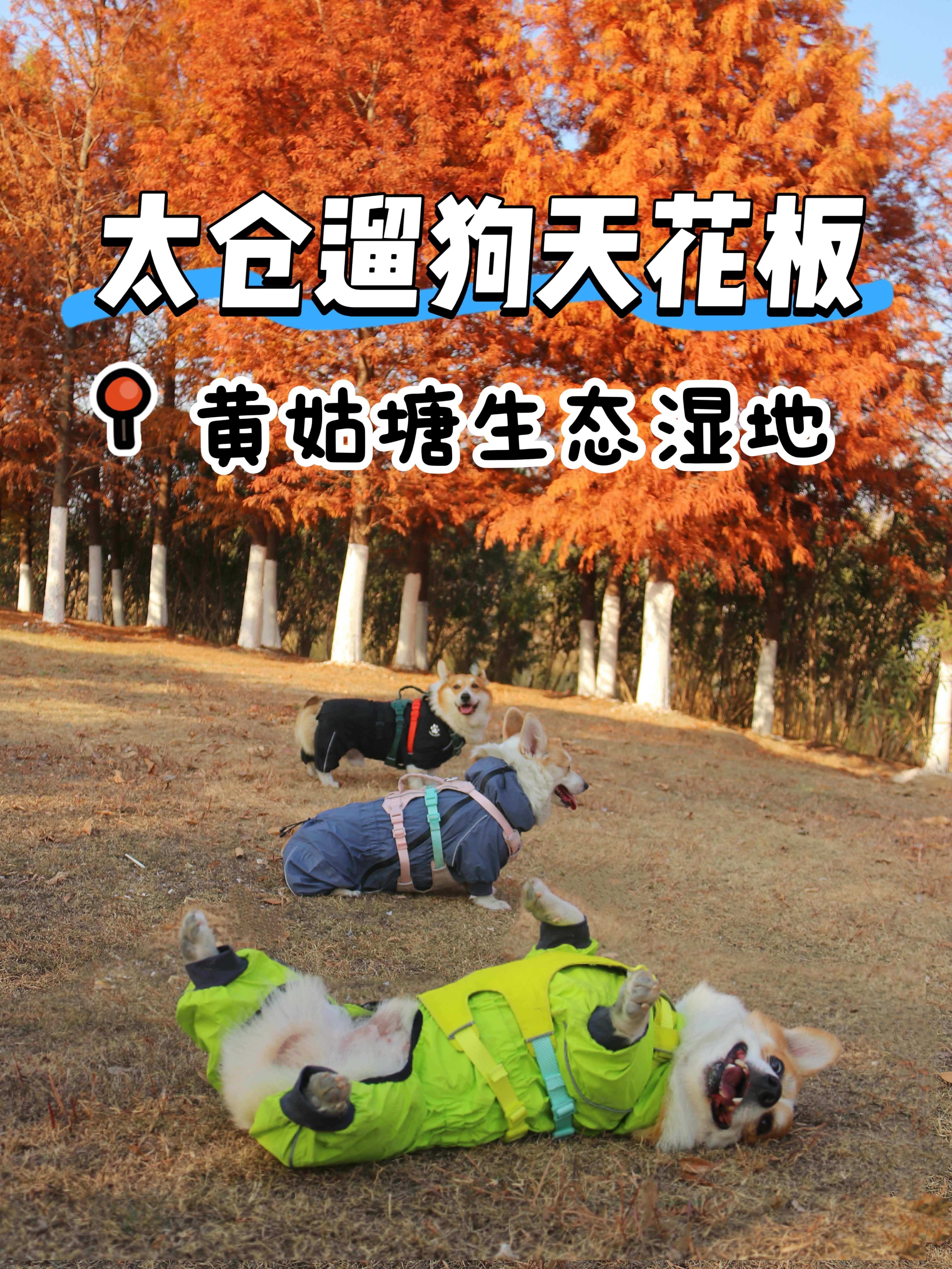 太仓遛狗天花板