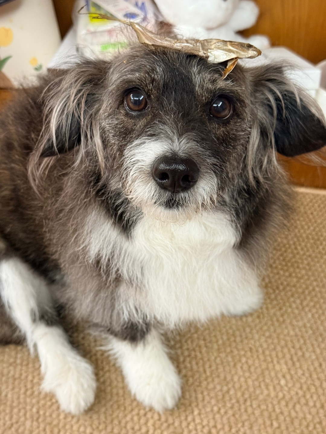 生活不易小狗卖艺