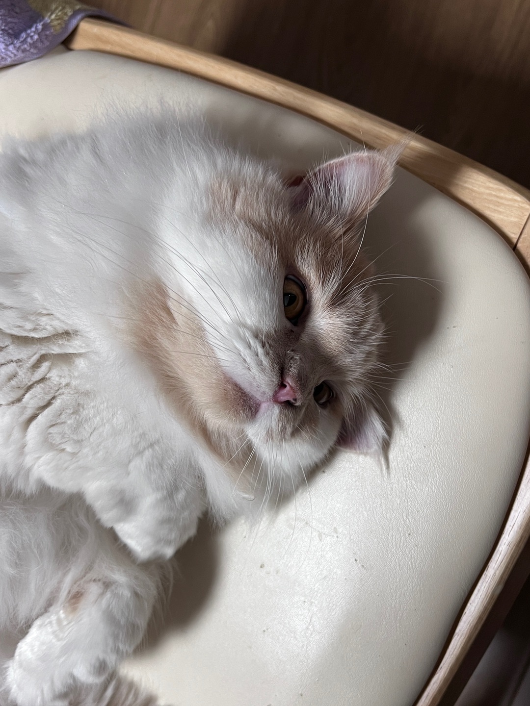 皮皮日记 | 撒娇猫猫最好命ฅ՞•ﻌ•՞ฅ