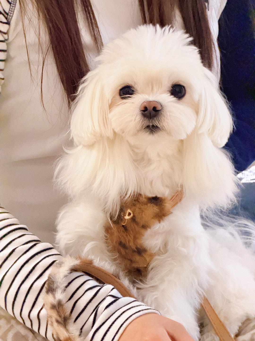 📢报告！三好小狗上线～