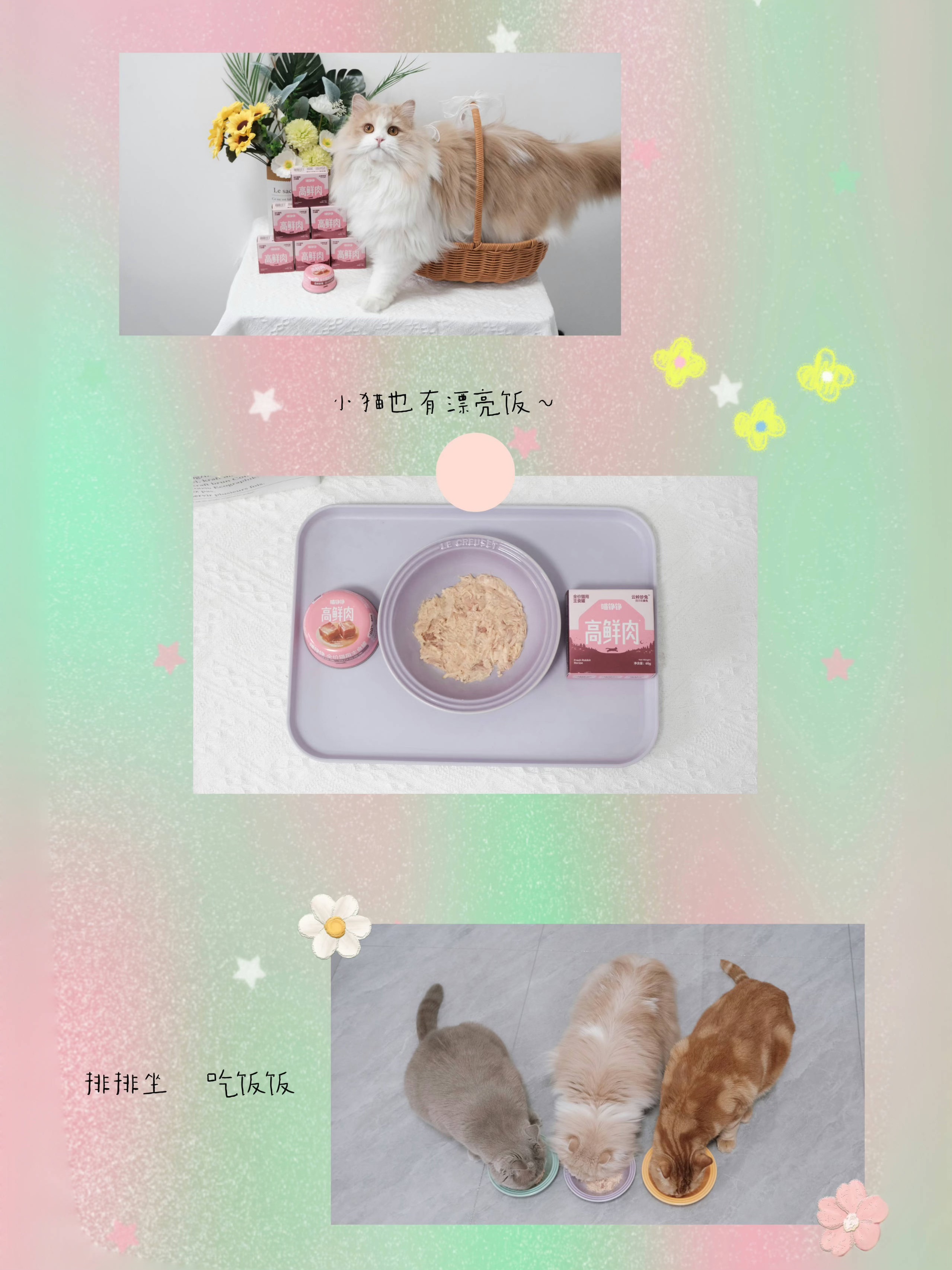 小猫今天吃点啥🐱