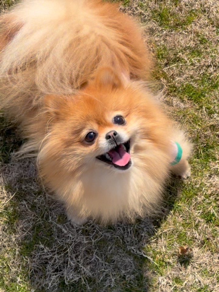 小狗和春天草地是绝配🌿