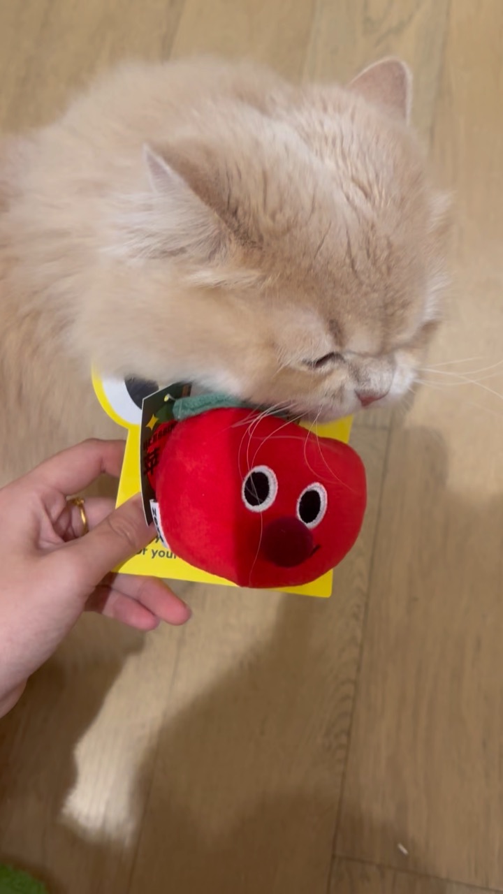 无法拒绝木天蓼