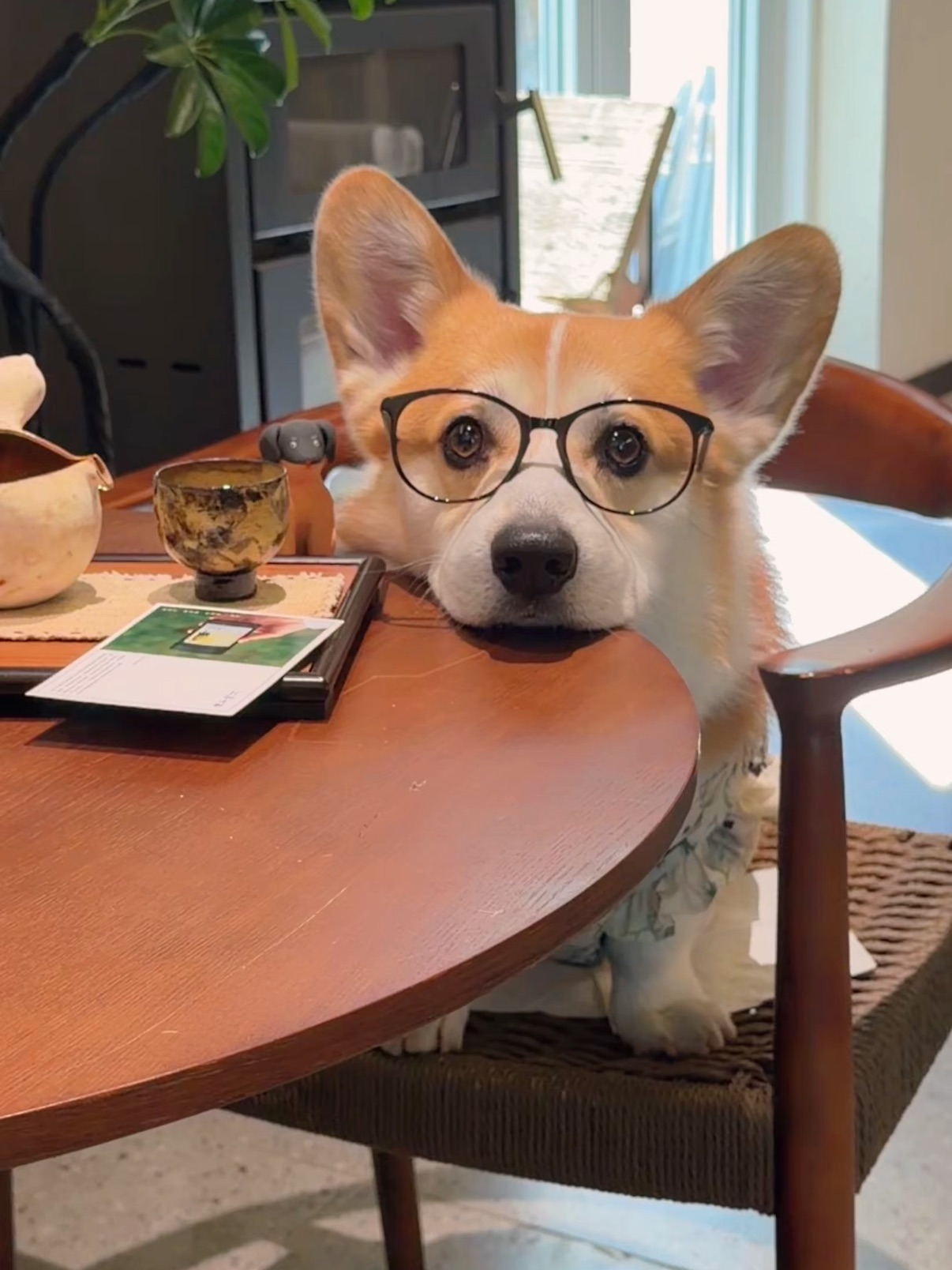 拼桌拼到小狗老师！