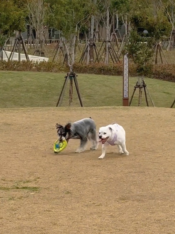 元宝有伴儿玩飞盘🥏咯～