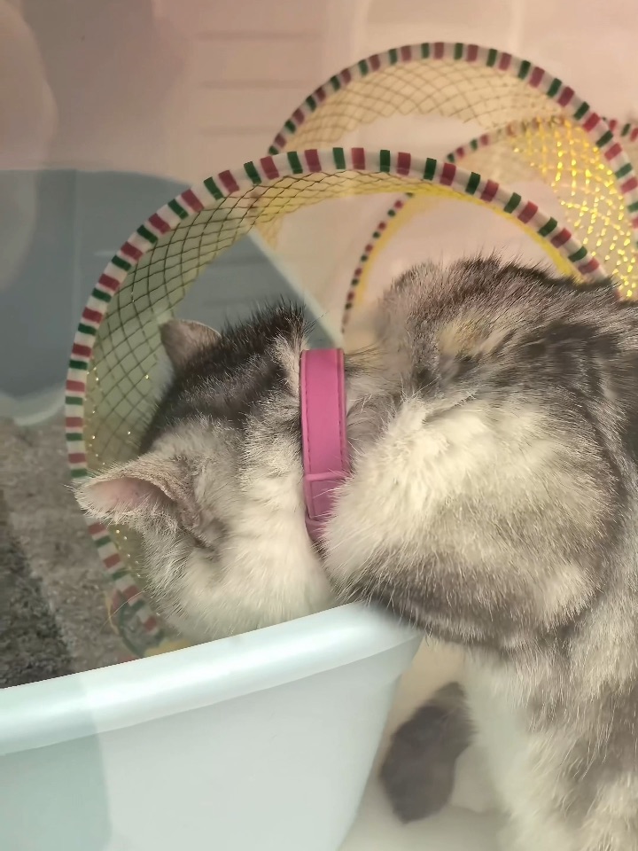 哎呀妈！我落枕了！