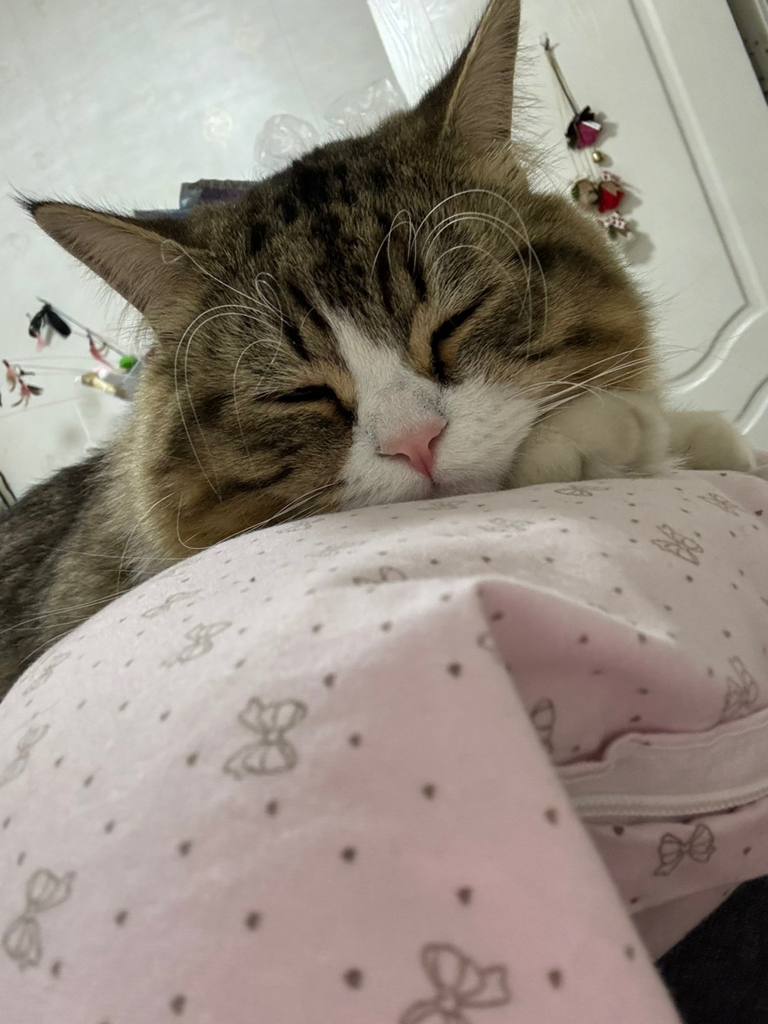 哈哈哈哈(❁´ω`❁)哈哈(◍•ᴗ•◍)哈哈(〃'▽'〃)哈哈(*´・ｖ・)