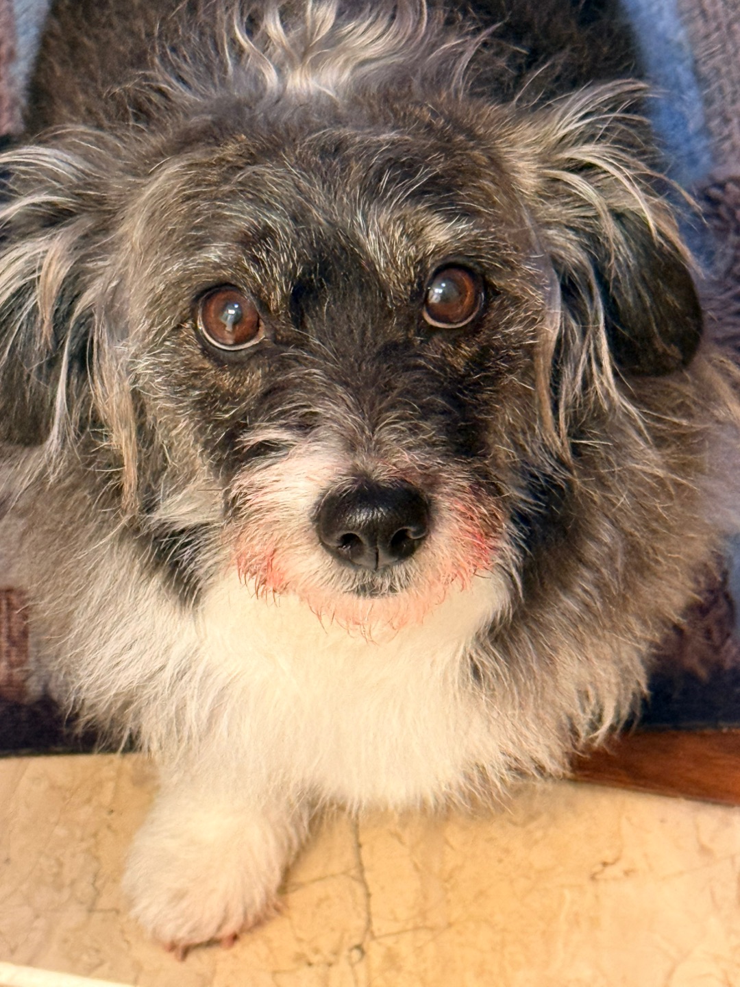 “别看我我真的没有偷吃”