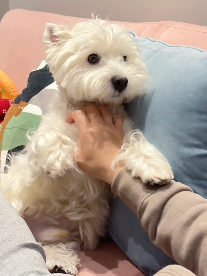 挠胸口油🤌🏻