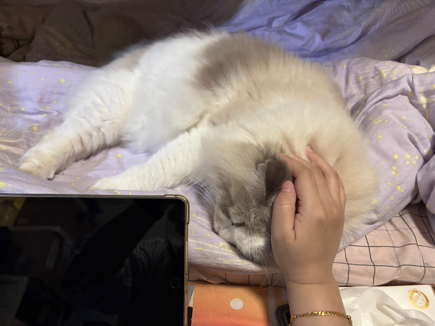 小猫说手不可以离开我的头哦20