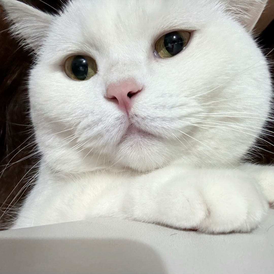 测评 | 德佑宠物专用清洁卫生湿巾