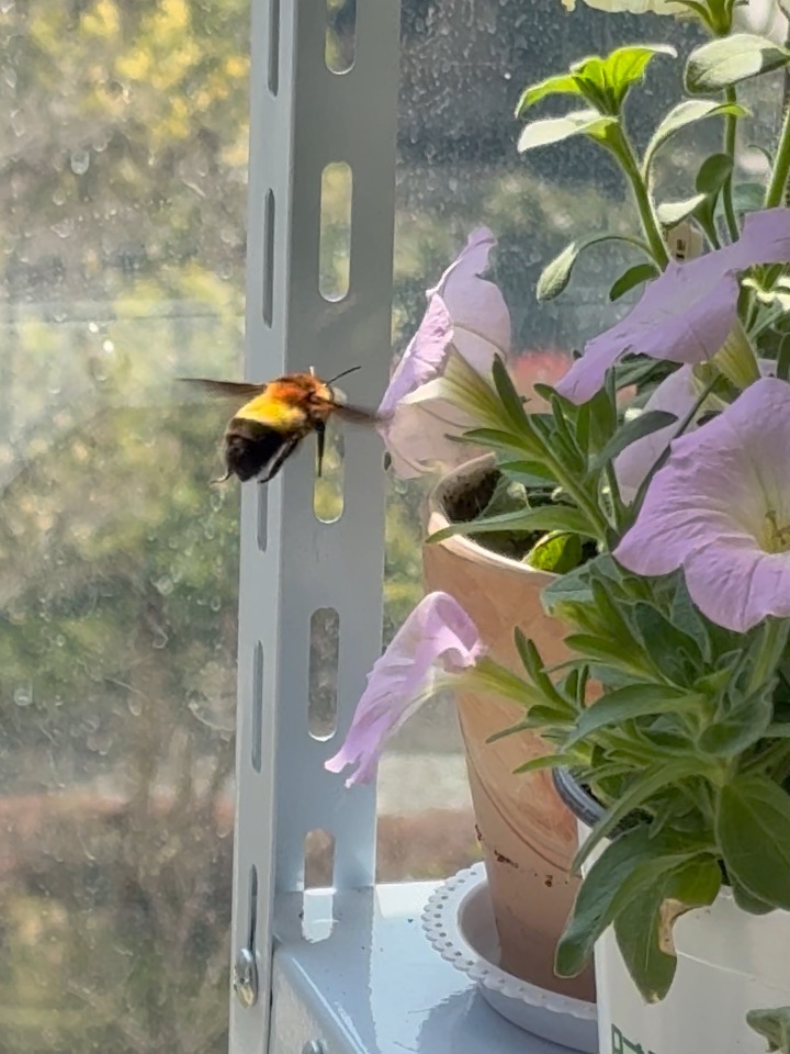 家里来了小胖子