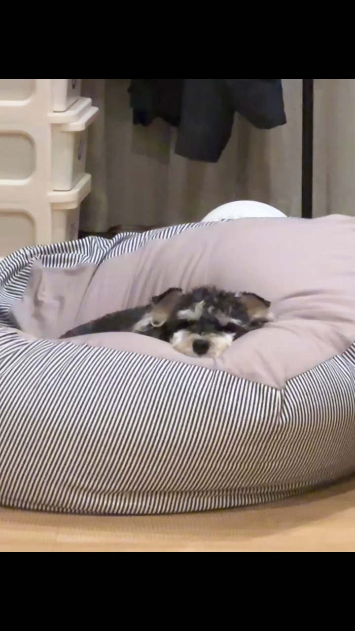 爱上小狗和呼吸一样简单