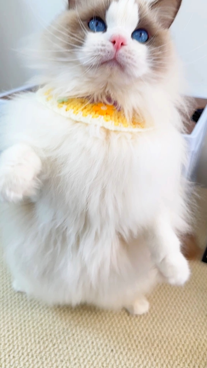 养猫日常｜骗水神器