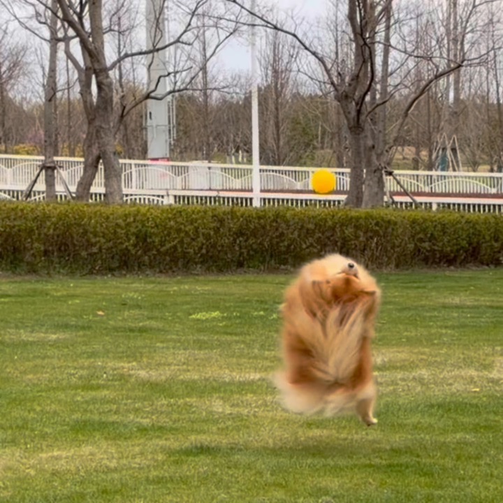 森兰新开的一片草地！宠物友好冲！