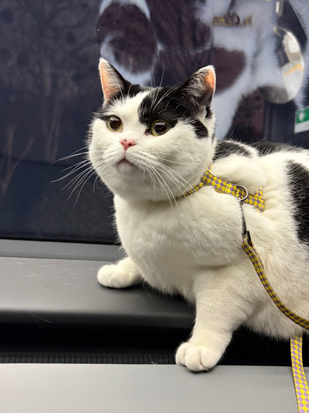 今天又是坐车咪