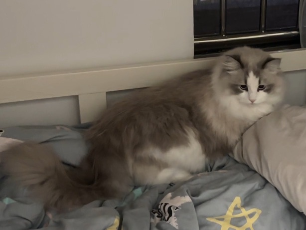 在邻居家玩耍21