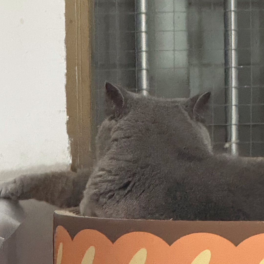 🐱我的两只显眼包日常