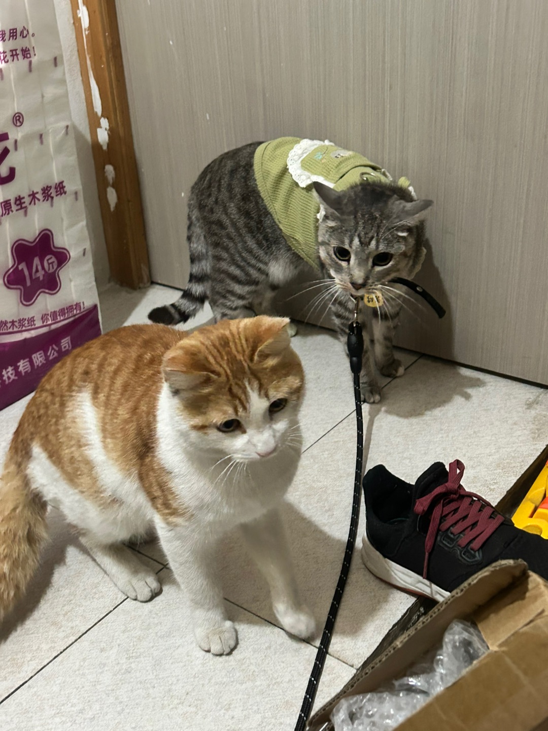 3.21 猫儿这个萌