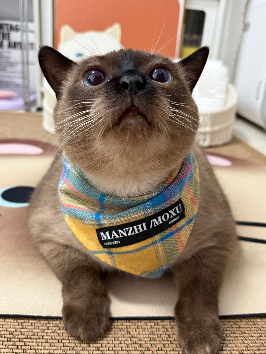 Ⲕⲓⲧⲧⲉⲛ ⲙⲉⲙⲟ ฅ⁺ ⁎˚ ഒ小猫备忘录📝