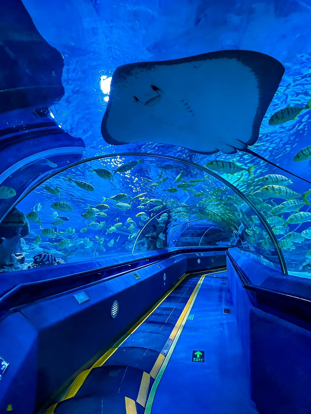 北京120米超长全景海底隧道｜不愧是亚洲级🐟