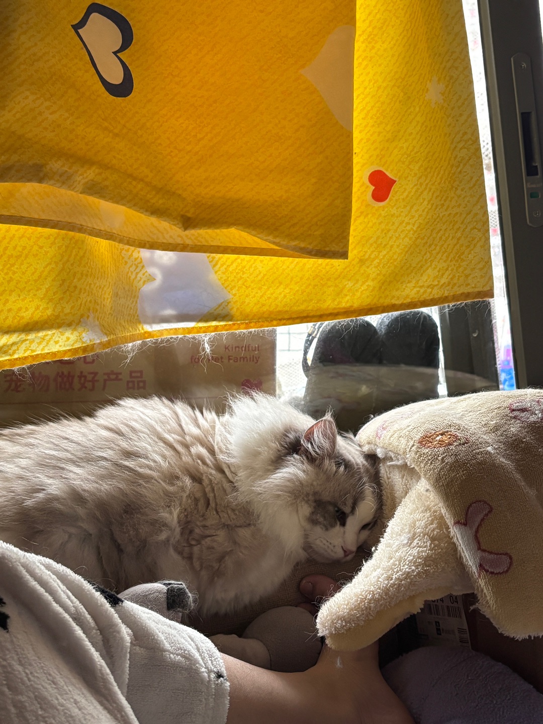 睡在沙发把手上22