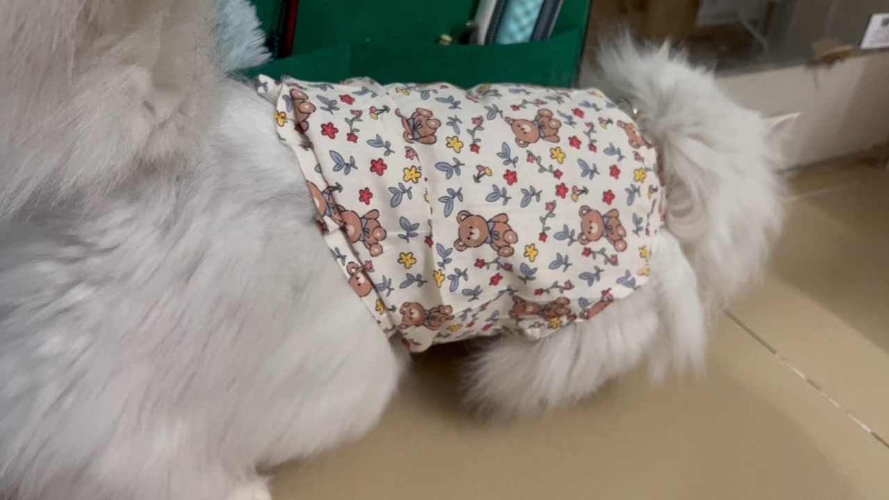 臭美猫，穿不下了还要抢希希的衣服