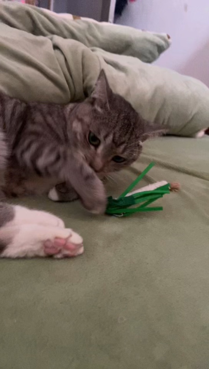 26.3.22 甜筒喜欢玩葱 谁说甜筒不喜欢的