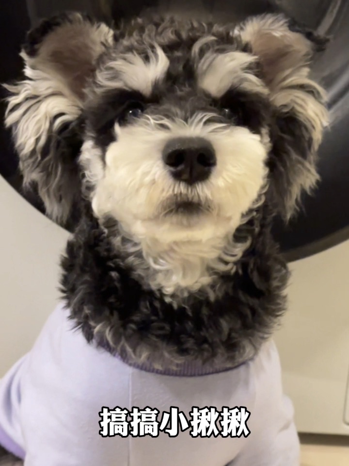 你好举起手来是小狗教官