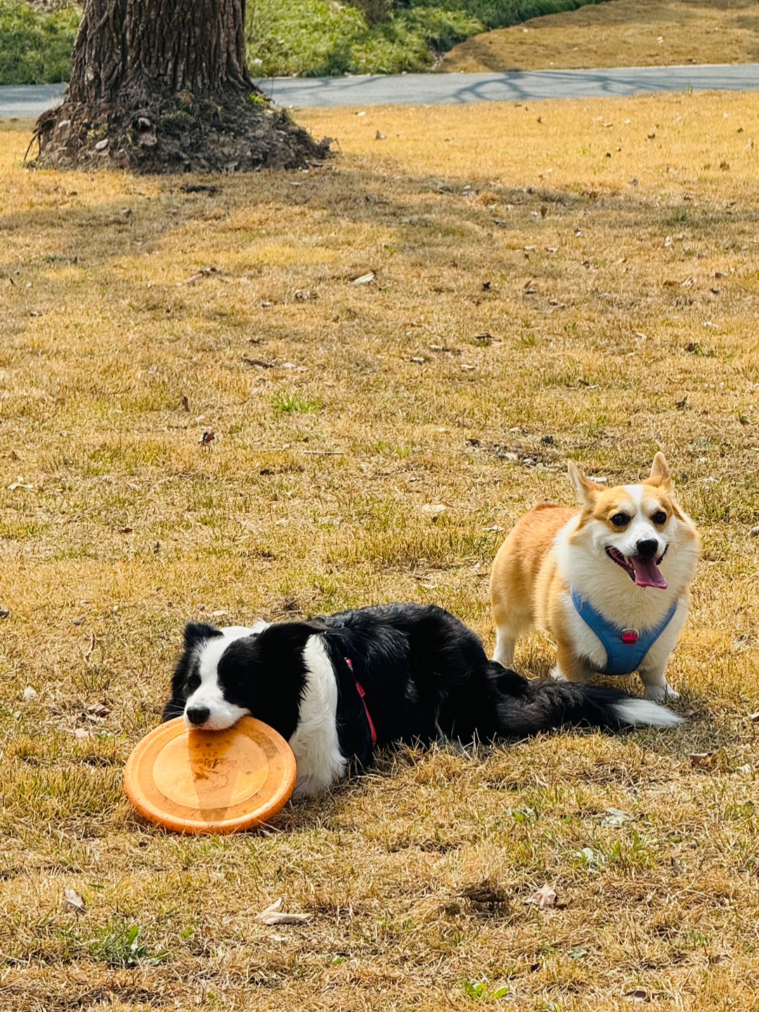 和边牧玩了，又好像没玩