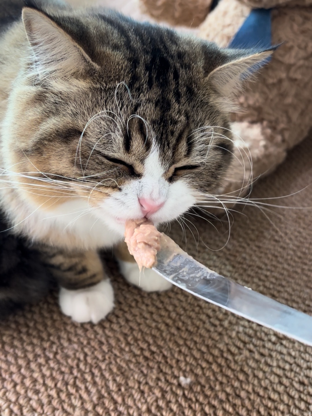 哈哈(◍•ᴗ•◍)哈哈  ᖰ⌯'▾'⌯ᖳ哈哈_(:D)∠)_哈哈